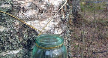 6 Delicious Things You Can Do With Birch Sap