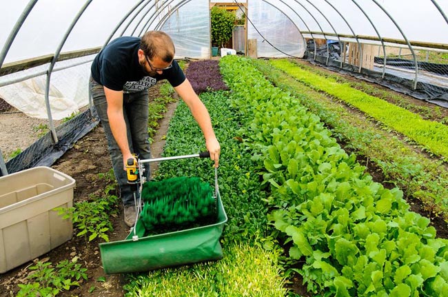 Urban Farming