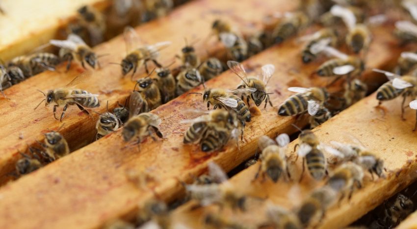The Bee Hive – An Anarchistic Monarchy?