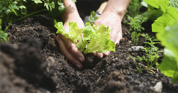 Five Simple Ways to Improve Soil Quality For Successful Crops Year After Year