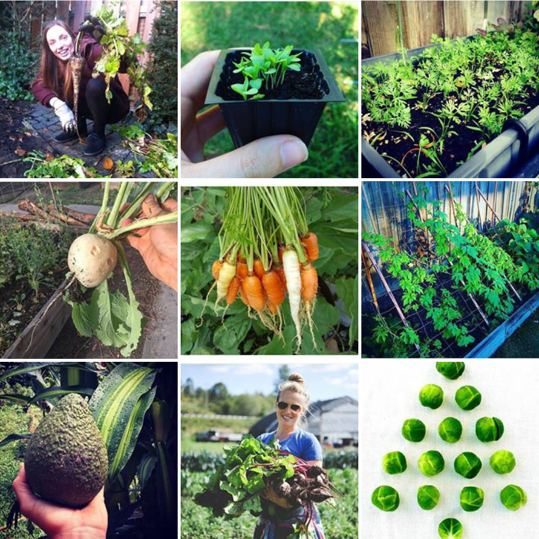 Urban Gardeners Republic on Instagram
