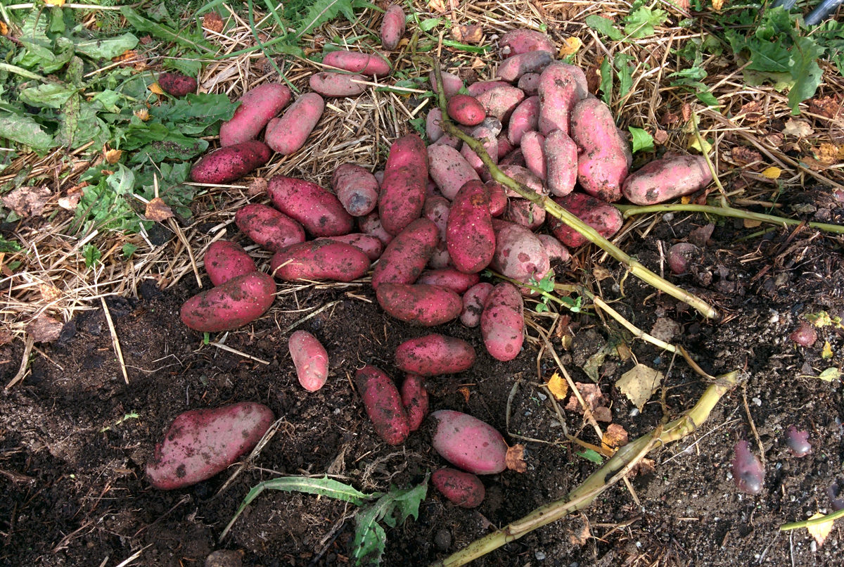 Potato harvest