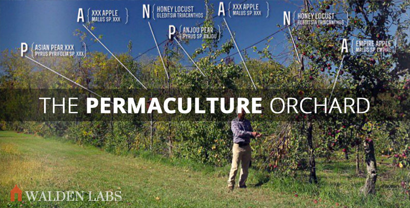 How You Make a Living From a 4 acre Permaculture Orchard