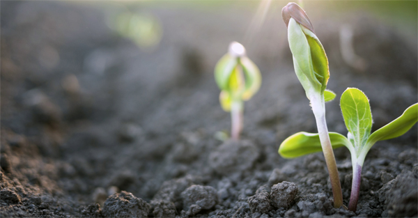 Extending the Growing Season in the Spring