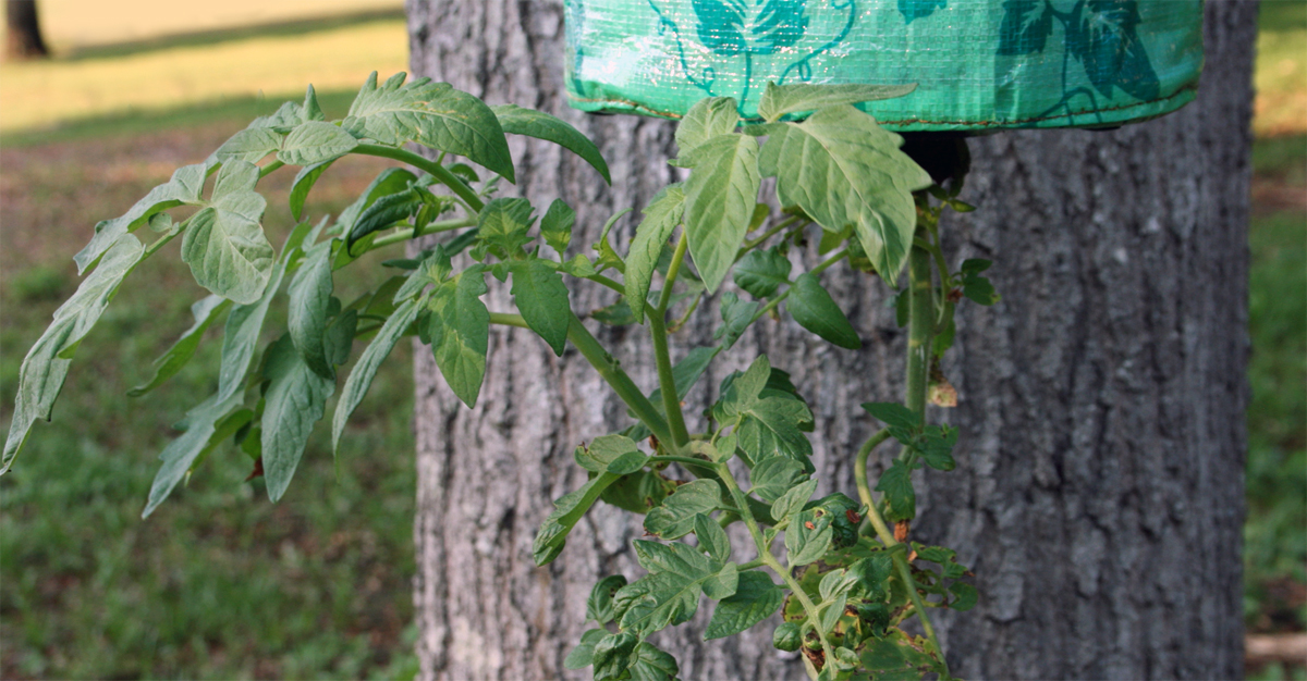 Topsy Turvy Upside-Down Tomato Planter